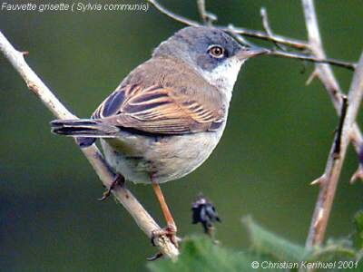 Common Whitethroat