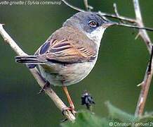 Common Whitethroat