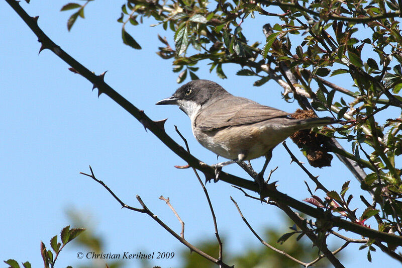 Western Orphean Warbler