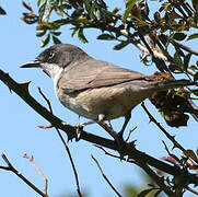 Western Orphean Warbler