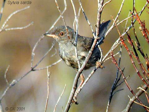 Marmora's Warbler