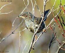 Marmora's Warbler