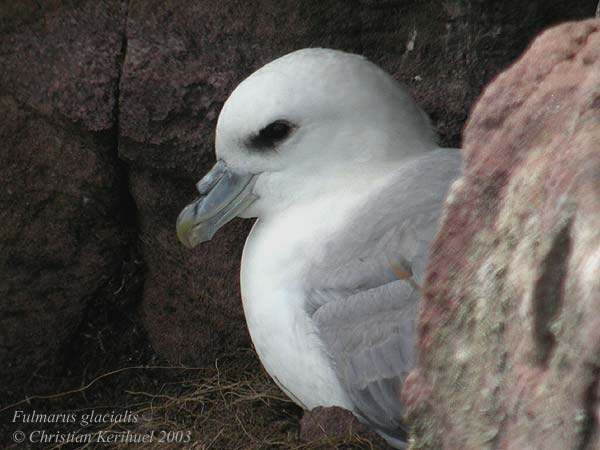 Fulmar boréal