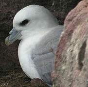 Fulmar boréal