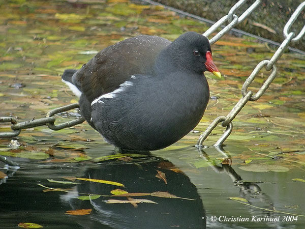 Gallinule poule-d'eau