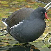 Gallinule poule-d'eau