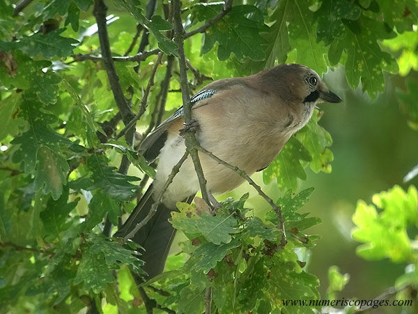 Eurasian Jay