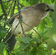 Eurasian Jay