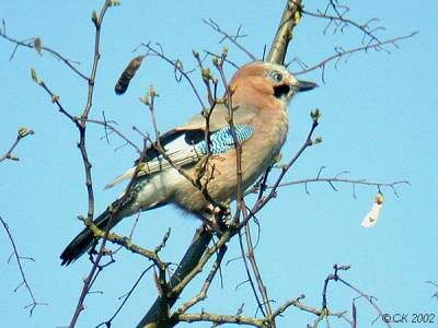 Eurasian Jay