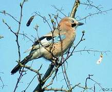 Eurasian Jay