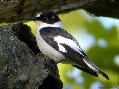 Collared Flycatcher