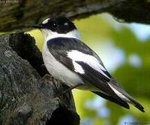 Collared Flycatcher