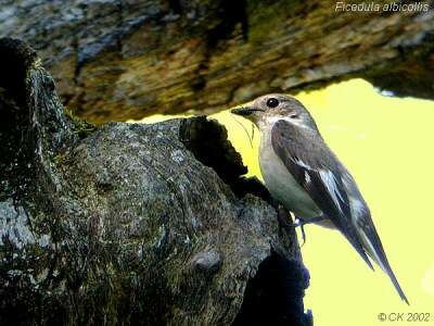 Collared Flycatcher