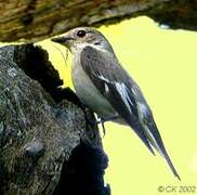 Collared Flycatcher