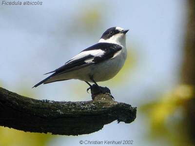 Collared Flycatcher