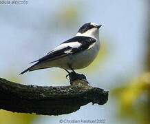 Collared Flycatcher