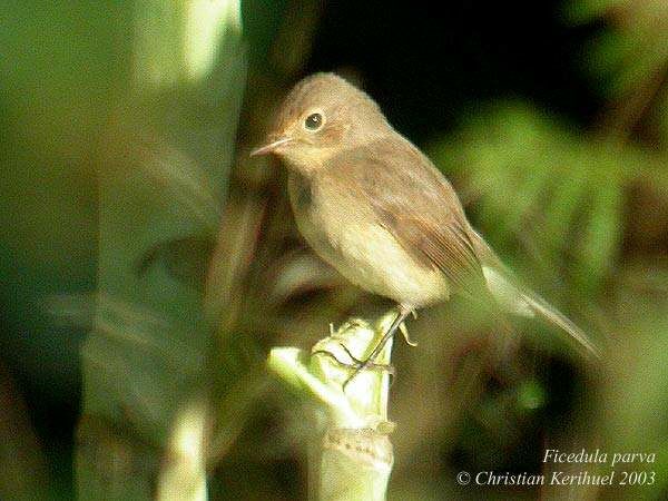 Red-breasted Flycatcher