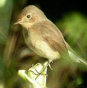 Red-breasted Flycatcher