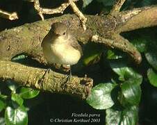 Red-breasted Flycatcher