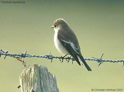 European Pied Flycatcher