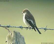 European Pied Flycatcher