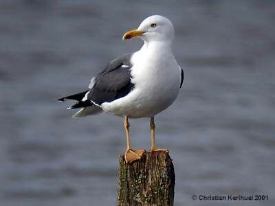 Lesser Black-backed Gull