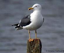 Lesser Black-backed Gull