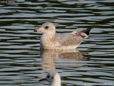 Mew Gull