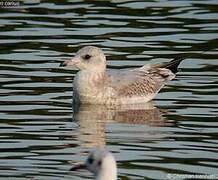 Common Gull