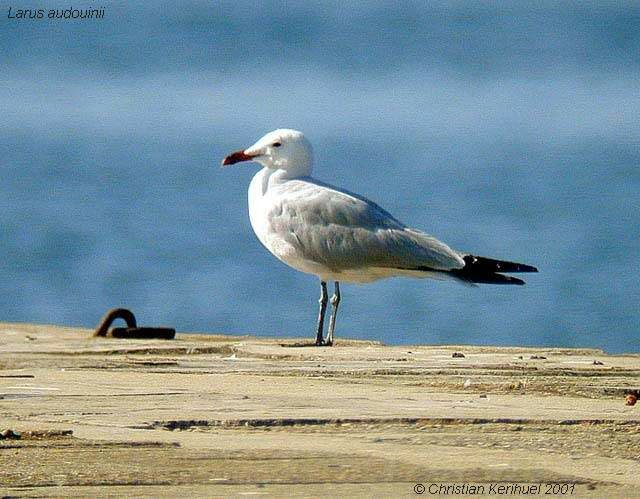 Audouin's Gull