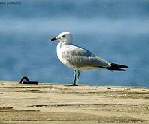 Audouin's Gull