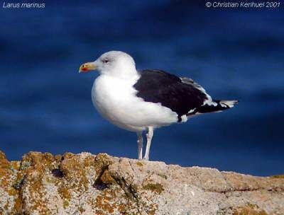 Great Black-backed Gull