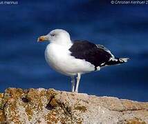 Great Black-backed Gull