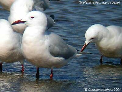 Slender-billed Gull