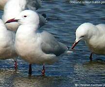 Slender-billed Gull