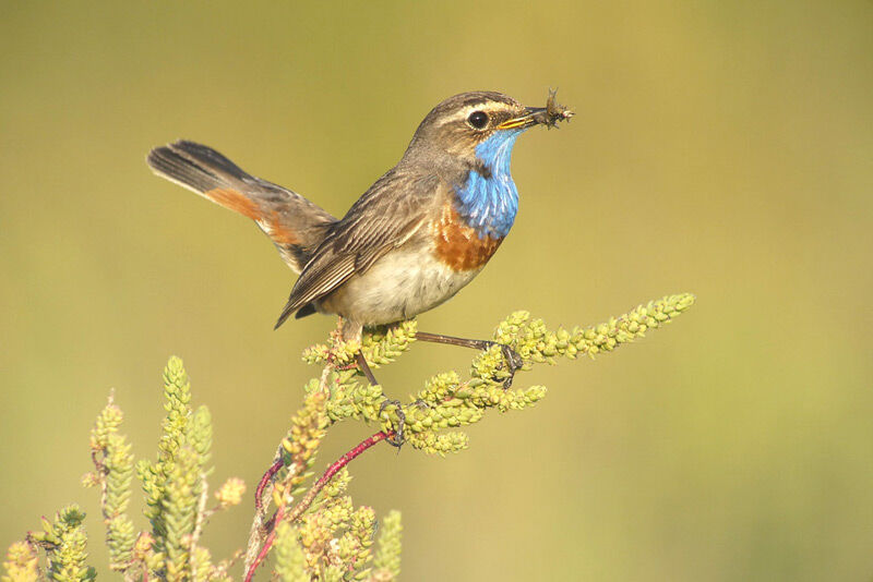 Bluethroat (cyanecula), identification