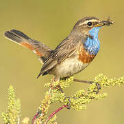 Bluethroat (cyanecula)