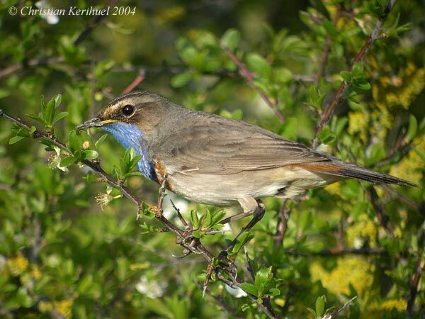 Bluethroat