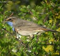 Bluethroat