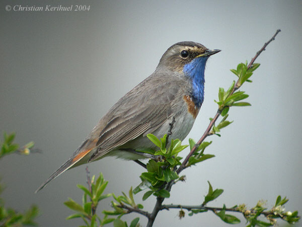 Bluethroat