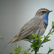 Bluethroat