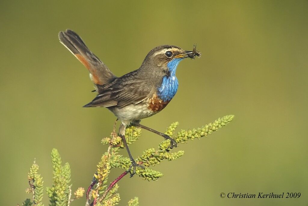 Bluethroat