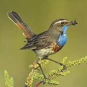 Bluethroat