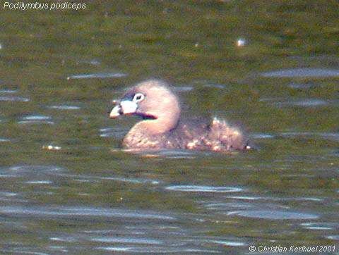 Pied-billed Grebe