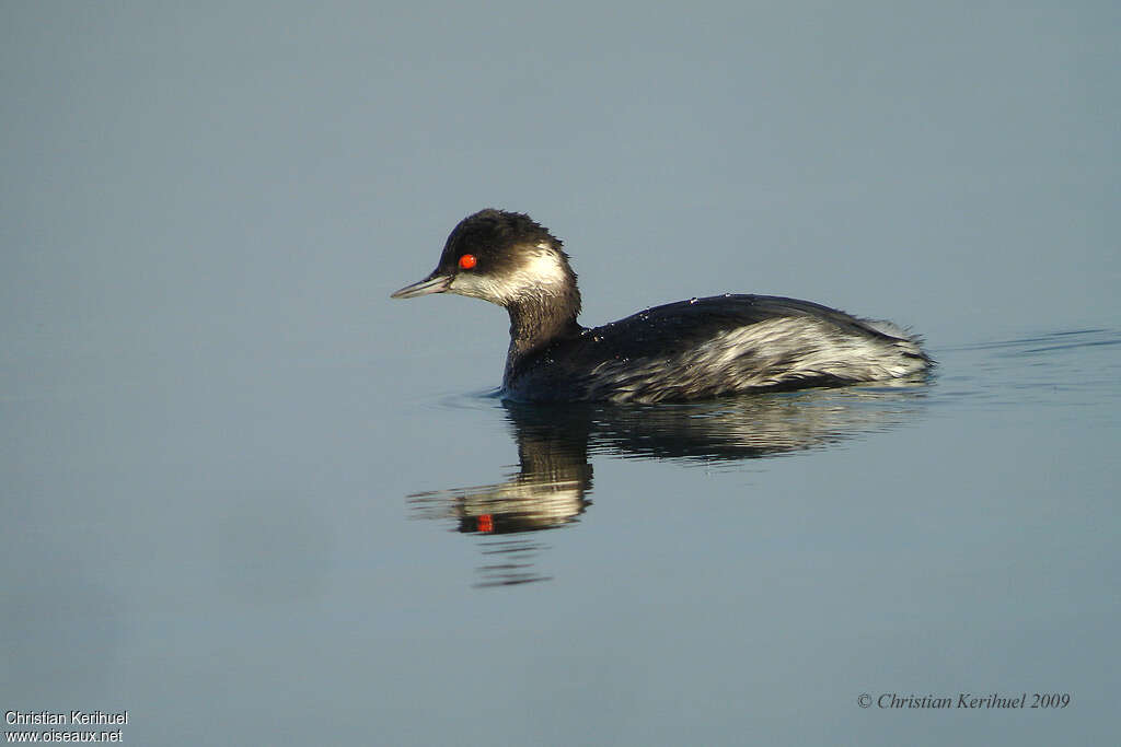 Black-necked Grebeadult post breeding, identification