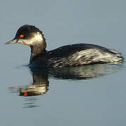 Black-necked Grebe