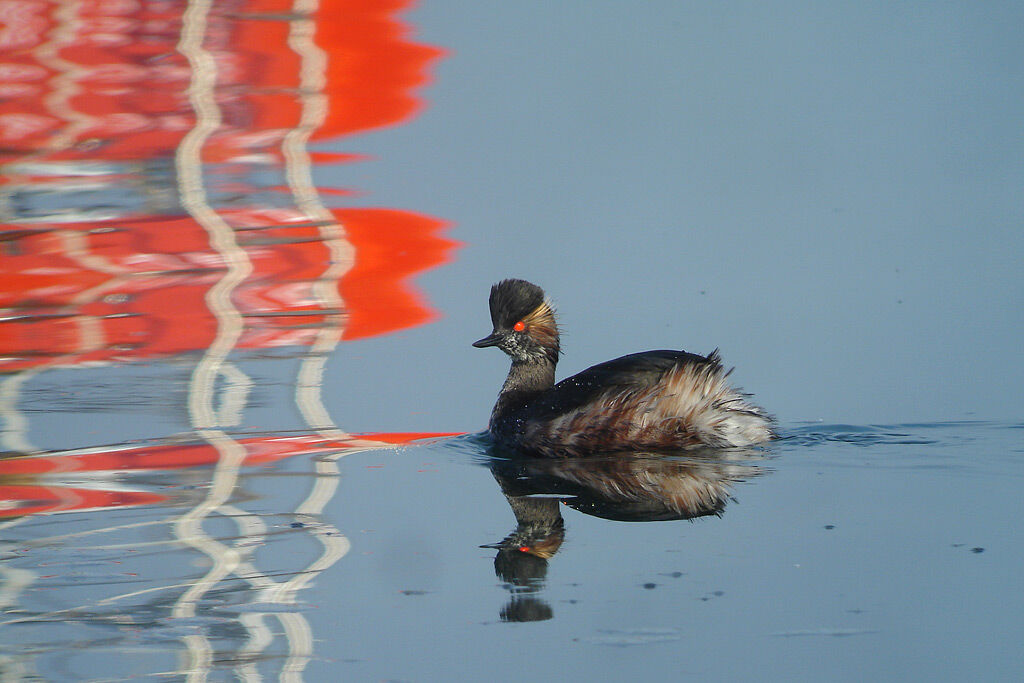 Black-necked Grebe