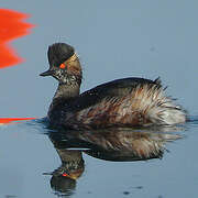 Black-necked Grebe