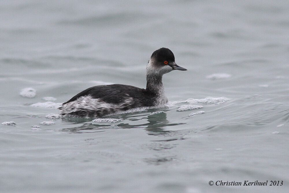 Black-necked Grebe