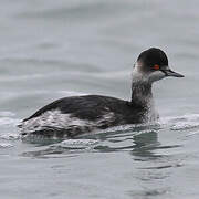 Black-necked Grebe